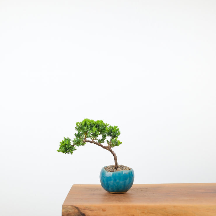 Japanese Juniper (Handmade Pot)-Simply Bonsai-[Bonsai NZ]-[Buy bonsai NZ]-[Bonsai Tree NZ]-Simply Bonsai NZ