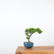Japanese Juniper (Handmade Pot)-Simply Bonsai-[Bonsai NZ]-[Buy bonsai NZ]-[Bonsai Tree NZ]-Simply Bonsai NZ