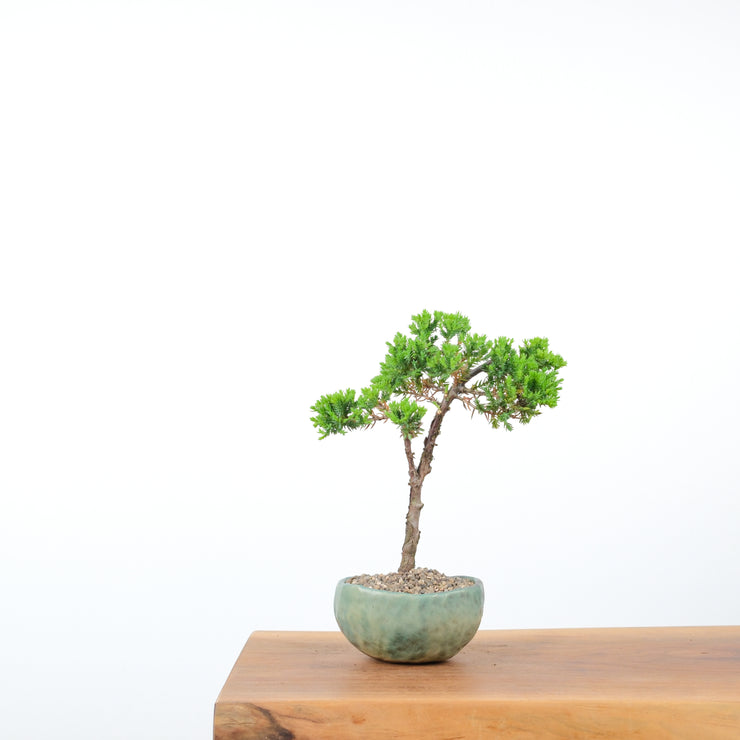 Japanese Juniper (Handmade Pot)-Simply Bonsai-[Bonsai NZ]-[Buy bonsai NZ]-[Bonsai Tree NZ]-Simply Bonsai NZ