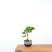 Japanese Juniper (Handmade Pot)-Simply Bonsai-[Bonsai NZ]-[Buy bonsai NZ]-[Bonsai Tree NZ]-Simply Bonsai NZ