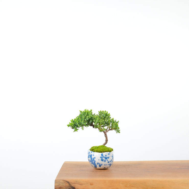 Japanese Juniper (Handmade Pot)-Simply Bonsai-[Bonsai NZ]-[Buy bonsai NZ]-[Bonsai Tree NZ]-Simply Bonsai NZ