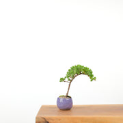 Japanese Juniper (Handmade Pot)-Simply Bonsai-[Bonsai NZ]-[Buy bonsai NZ]-[Bonsai Tree NZ]-Simply Bonsai NZ