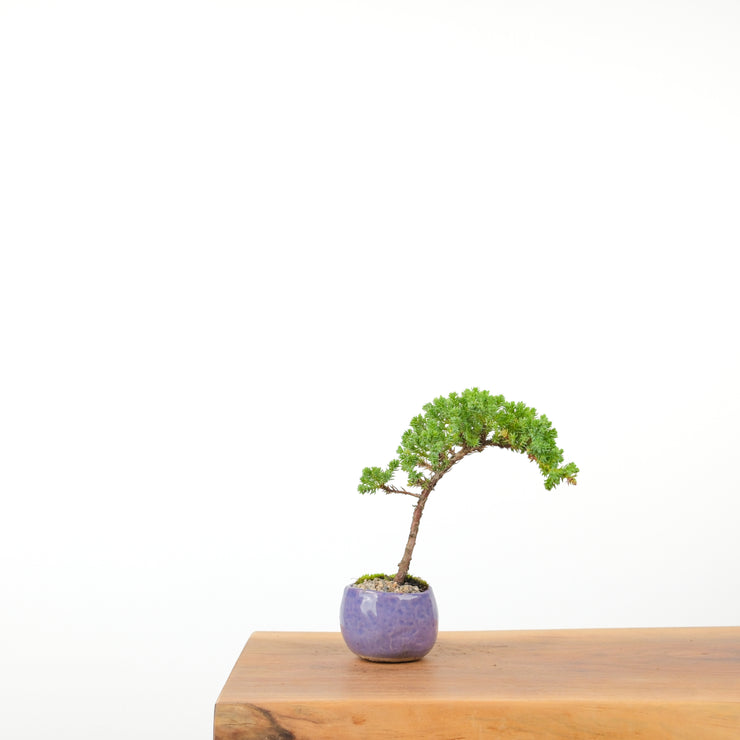 Japanese Juniper (Handmade Pot)-Simply Bonsai-[Bonsai NZ]-[Buy bonsai NZ]-[Bonsai Tree NZ]-Simply Bonsai NZ