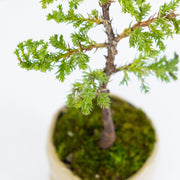 Japanese Juniper № 1-Simply Bonsai-[Bonsai NZ]-[Buy bonsai NZ]-[Bonsai Tree NZ]-Simply Bonsai NZ