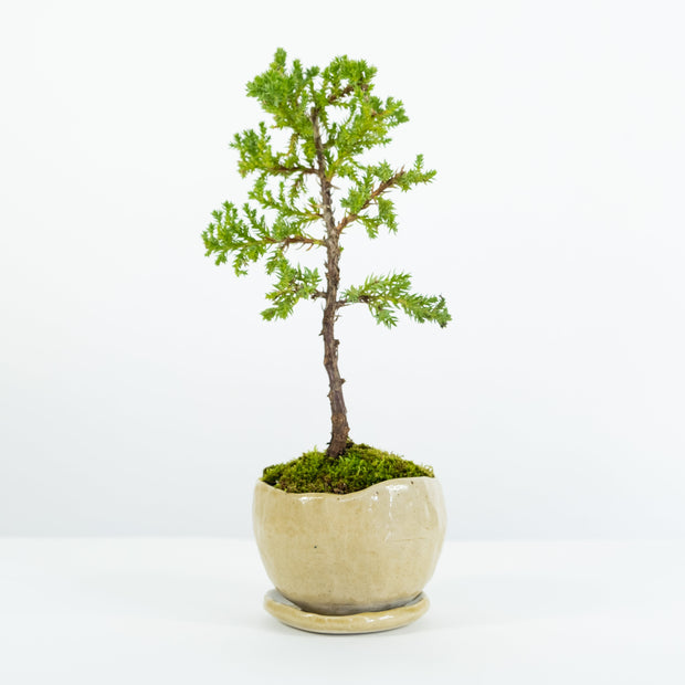 Japanese Juniper № 1-Simply Bonsai-[Bonsai NZ]-[Buy bonsai NZ]-[Bonsai Tree NZ]-Simply Bonsai NZ