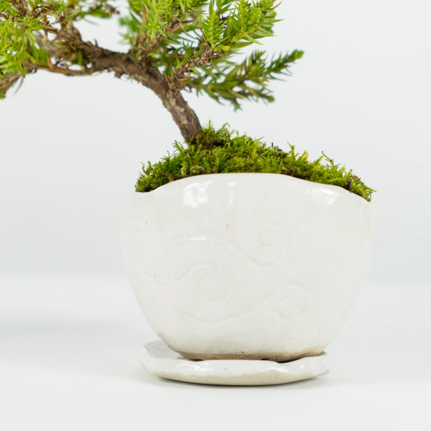 Japanese Juniper № 2-Simply Bonsai-[Bonsai NZ]-[Buy bonsai NZ]-[Bonsai Tree NZ]-Simply Bonsai NZ