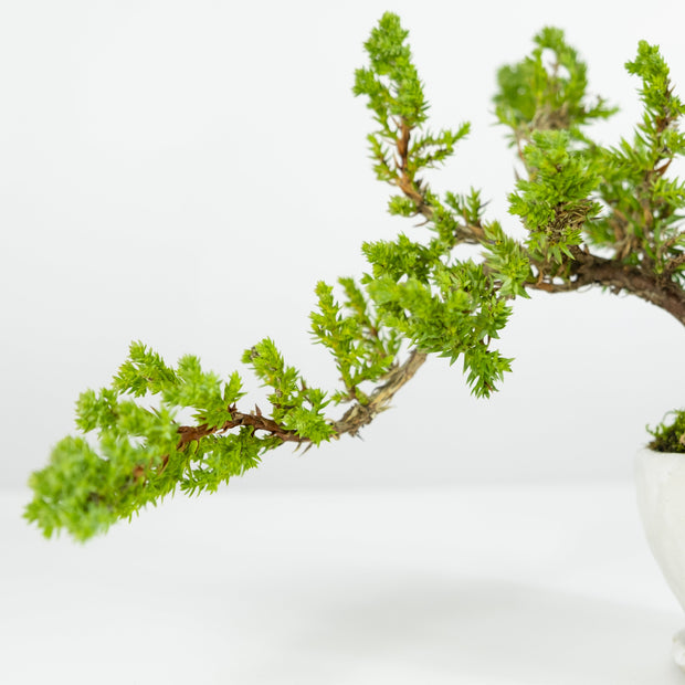 Japanese Juniper № 2-Simply Bonsai-[Bonsai NZ]-[Buy bonsai NZ]-[Bonsai Tree NZ]-Simply Bonsai NZ