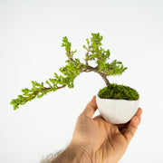 Japanese Juniper № 2-Simply Bonsai-[Bonsai NZ]-[Buy bonsai NZ]-[Bonsai Tree NZ]-Simply Bonsai NZ