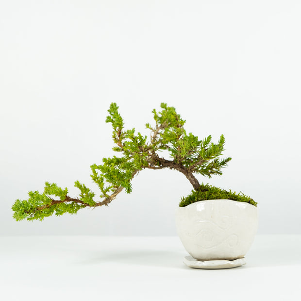 Japanese Juniper № 2-Simply Bonsai-[Bonsai NZ]-[Buy bonsai NZ]-[Bonsai Tree NZ]-Simply Bonsai NZ