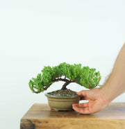 Japanese Juniper-Simply Bonsai-[Bonsai NZ]-[Buy bonsai NZ]-[Bonsai Tree NZ]-Simply Bonsai NZ