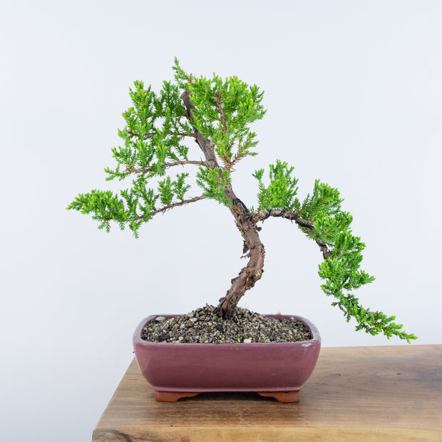 Japanese Juniper-Simply Bonsai-[Bonsai NZ]-[Buy bonsai NZ]-[Bonsai Tree NZ]-Simply Bonsai NZ