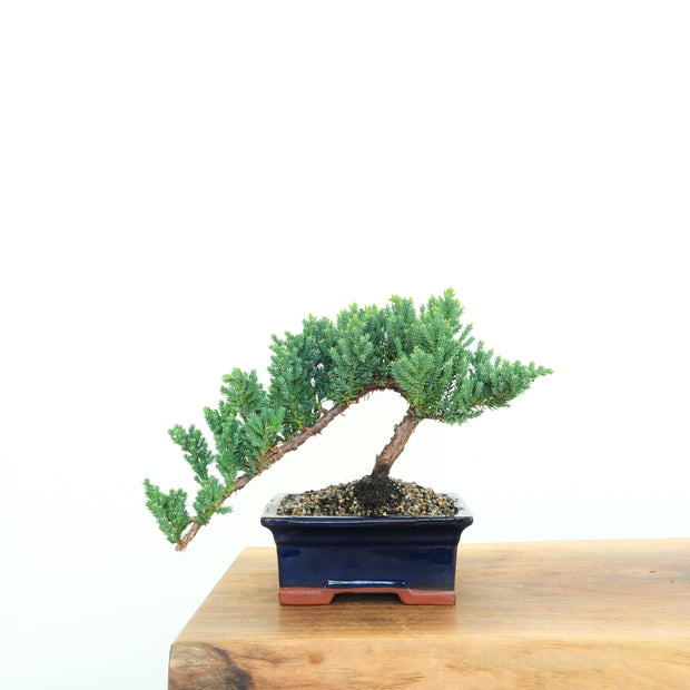 Japanese Juniper-Simply Bonsai-[Bonsai NZ]-[Buy bonsai NZ]-[Bonsai Tree NZ]-Simply Bonsai NZ