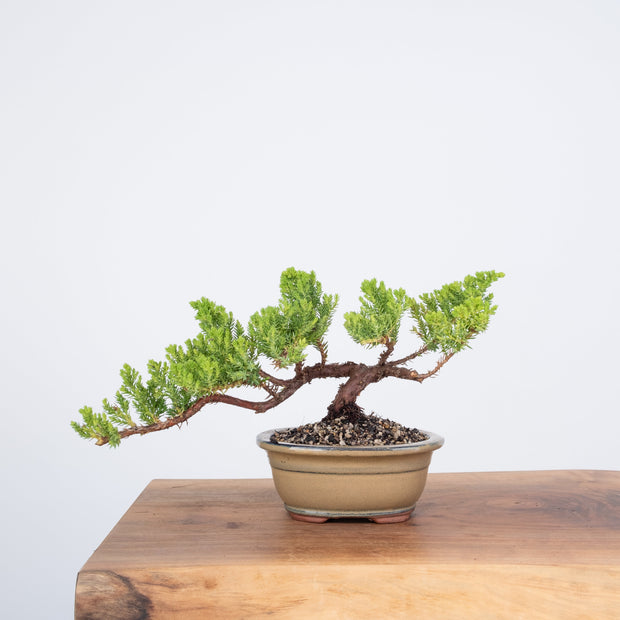 Japanese Juniper-Simply Bonsai-[Bonsai NZ]-[Buy bonsai NZ]-[Bonsai Tree NZ]-Simply Bonsai NZ