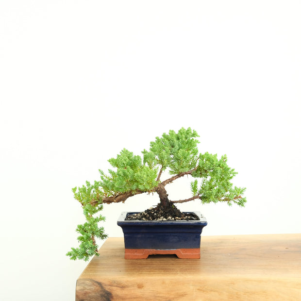 Japanese Juniper-Simply Bonsai-[Bonsai NZ]-[Buy bonsai NZ]-[Bonsai Tree NZ]-Simply Bonsai NZ