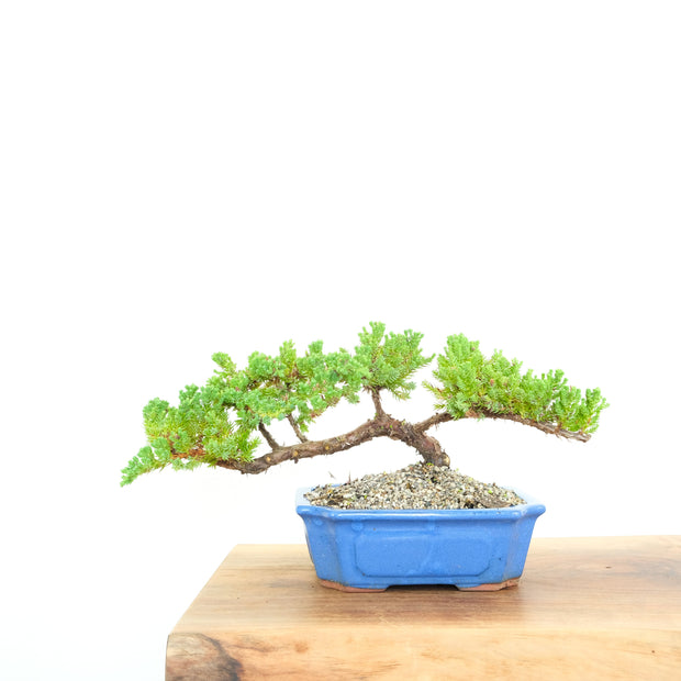 Japanese Juniper-Simply Bonsai-[Bonsai NZ]-[Buy bonsai NZ]-[Bonsai Tree NZ]-Simply Bonsai NZ