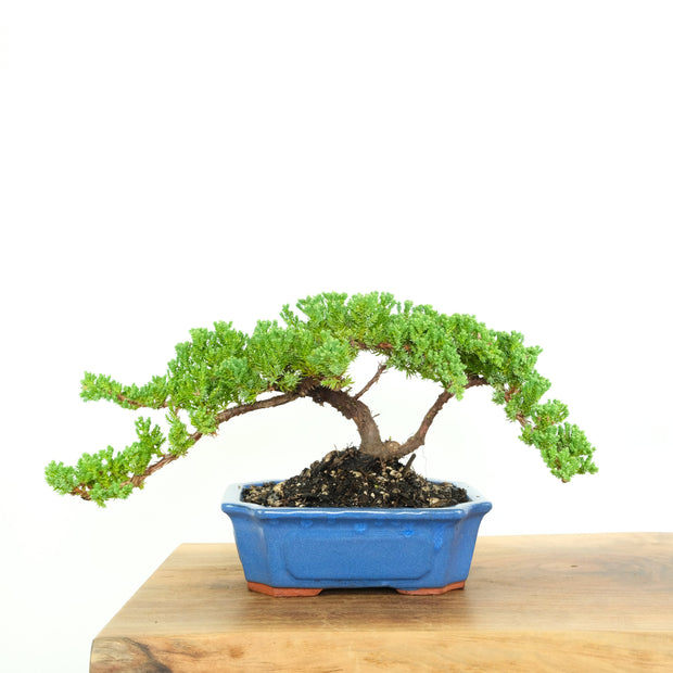 Japanese Juniper-Simply Bonsai-[Bonsai NZ]-[Buy bonsai NZ]-[Bonsai Tree NZ]-Simply Bonsai NZ