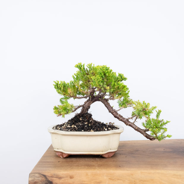 Japanese Juniper-Simply Bonsai-[Bonsai NZ]-[Buy bonsai NZ]-[Bonsai Tree NZ]-Simply Bonsai NZ