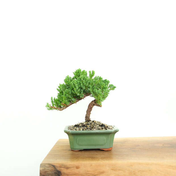 Japanese Juniper-Simply Bonsai-[Bonsai NZ]-[Buy bonsai NZ]-[Bonsai Tree NZ]-Simply Bonsai NZ