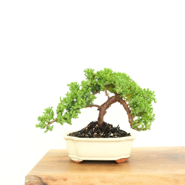 Japanese Juniper-Simply Bonsai-[Bonsai NZ]-[Buy bonsai NZ]-[Bonsai Tree NZ]-Simply Bonsai NZ