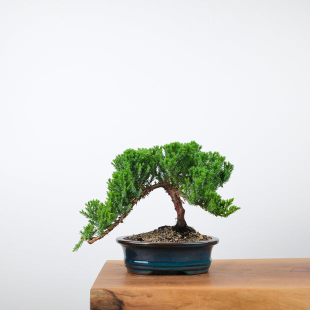 Japanese Juniper-Simply Bonsai-[Bonsai NZ]-[Buy bonsai NZ]-[Bonsai Tree NZ]-Simply Bonsai NZ