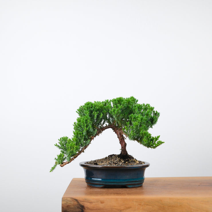Japanese Juniper-Simply Bonsai-[Bonsai NZ]-[Buy bonsai NZ]-[Bonsai Tree NZ]-Simply Bonsai NZ
