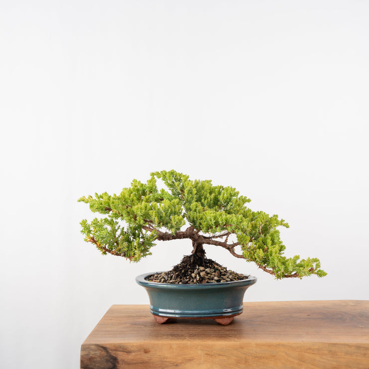 Japanese Juniper-Simply Bonsai-[Bonsai NZ]-[Buy bonsai NZ]-[Bonsai Tree NZ]-Simply Bonsai NZ