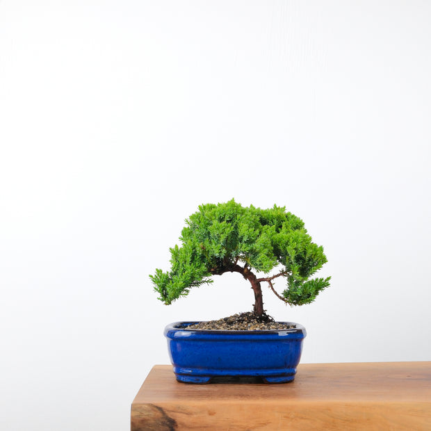 Japanese Juniper-Simply Bonsai-[Bonsai NZ]-[Buy bonsai NZ]-[Bonsai Tree NZ]-Simply Bonsai NZ