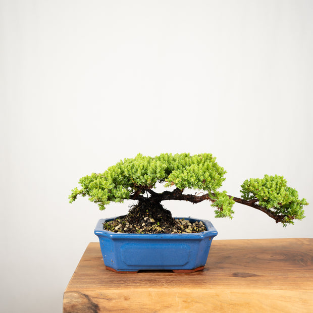 Japanese Juniper-Simply Bonsai-[Bonsai NZ]-[Buy bonsai NZ]-[Bonsai Tree NZ]-Simply Bonsai NZ