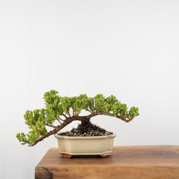 Japanese Juniper-Simply Bonsai-[Bonsai NZ]-[Buy bonsai NZ]-[Bonsai Tree NZ]-Simply Bonsai NZ