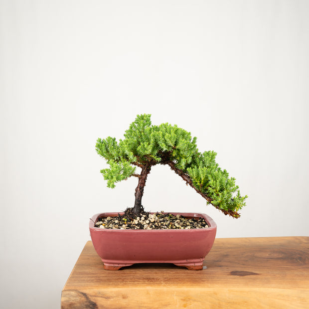 Japanese Juniper-Simply Bonsai-[Bonsai NZ]-[Buy bonsai NZ]-[Bonsai Tree NZ]-Simply Bonsai NZ