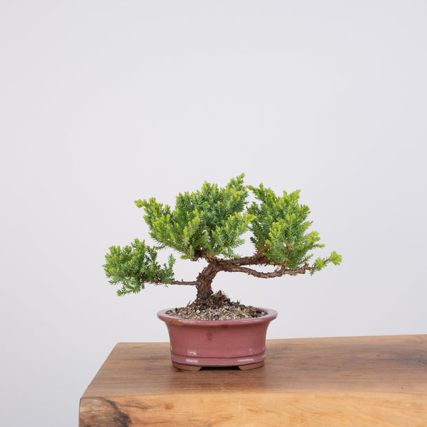 Japanese Juniper-Simply Bonsai-[Bonsai NZ]-[Buy bonsai NZ]-[Bonsai Tree NZ]-Simply Bonsai NZ