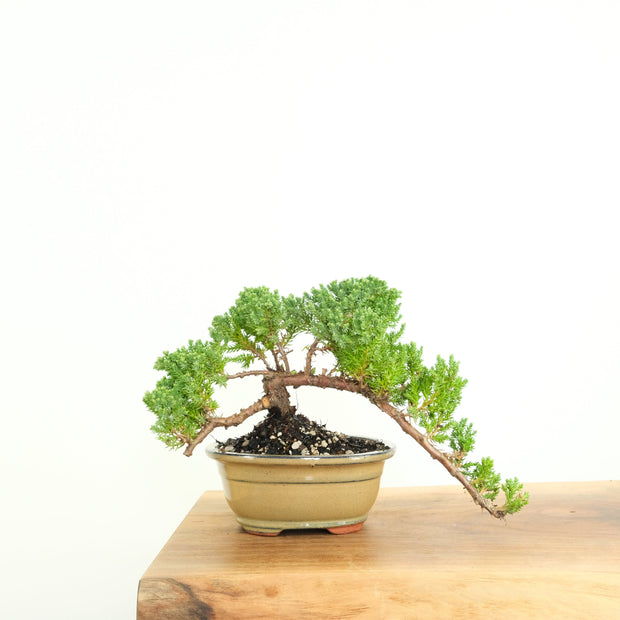 Japanese Juniper-Simply Bonsai-[Bonsai NZ]-[Buy bonsai NZ]-[Bonsai Tree NZ]-Simply Bonsai NZ