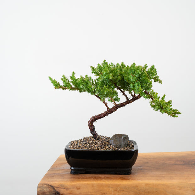 Japanese Juniper-Simply Bonsai-[Bonsai NZ]-[Buy bonsai NZ]-[Bonsai Tree NZ]-Simply Bonsai NZ