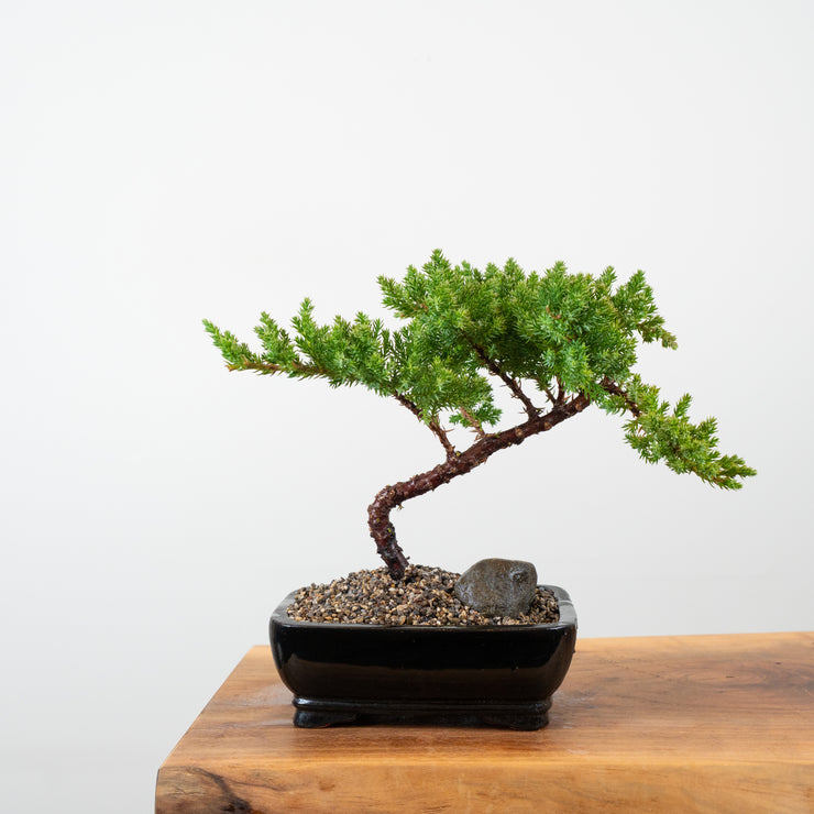 Japanese Juniper-Simply Bonsai-[Bonsai NZ]-[Buy bonsai NZ]-[Bonsai Tree NZ]-Simply Bonsai NZ