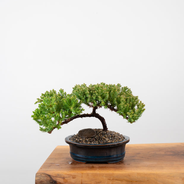 Japanese Juniper-Simply Bonsai-[Bonsai NZ]-[Buy bonsai NZ]-[Bonsai Tree NZ]-Simply Bonsai NZ