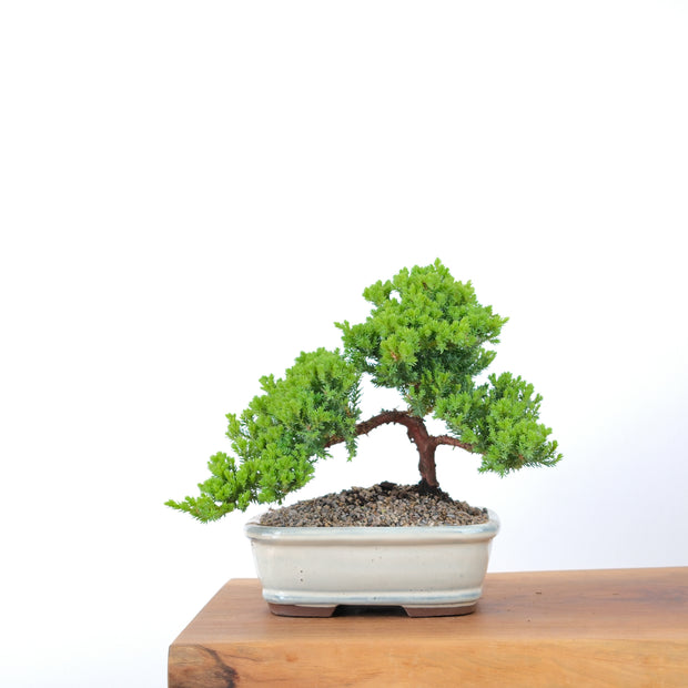 Japanese Juniper-Simply Bonsai-[Bonsai NZ]-[Buy bonsai NZ]-[Bonsai Tree NZ]-Simply Bonsai NZ