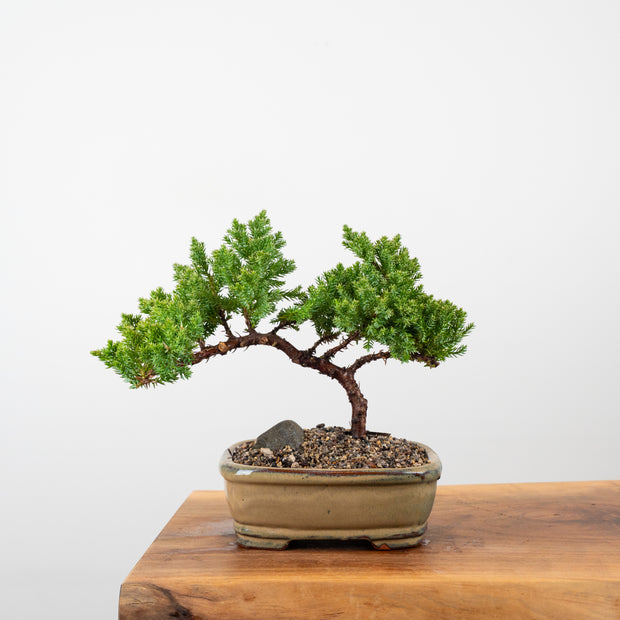 Japanese Juniper-Simply Bonsai-[Bonsai NZ]-[Buy bonsai NZ]-[Bonsai Tree NZ]-Simply Bonsai NZ