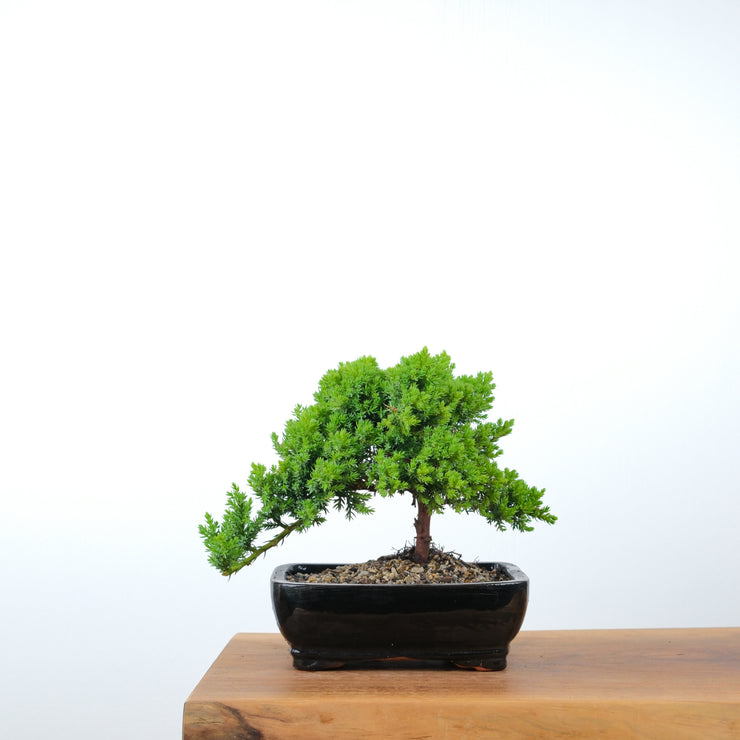 Japanese Juniper-Simply Bonsai-[Bonsai NZ]-[Buy bonsai NZ]-[Bonsai Tree NZ]-Simply Bonsai NZ