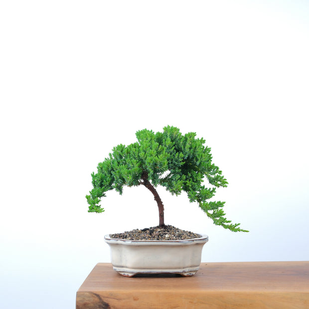 Japanese Juniper-Simply Bonsai-[Bonsai NZ]-[Buy bonsai NZ]-[Bonsai Tree NZ]-Simply Bonsai NZ