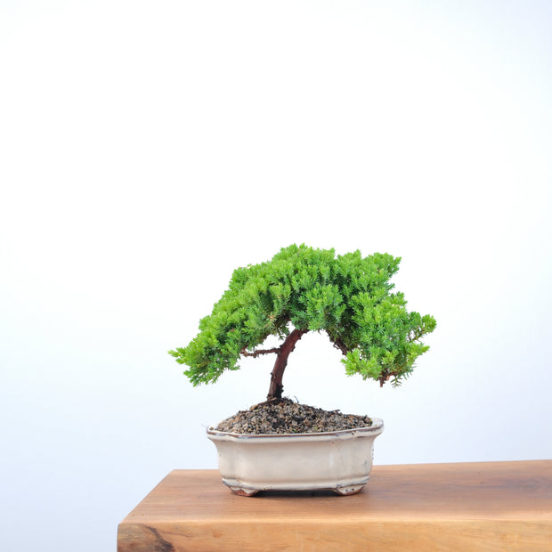 Japanese Juniper-Simply Bonsai-[Bonsai NZ]-[Buy bonsai NZ]-[Bonsai Tree NZ]-Simply Bonsai NZ