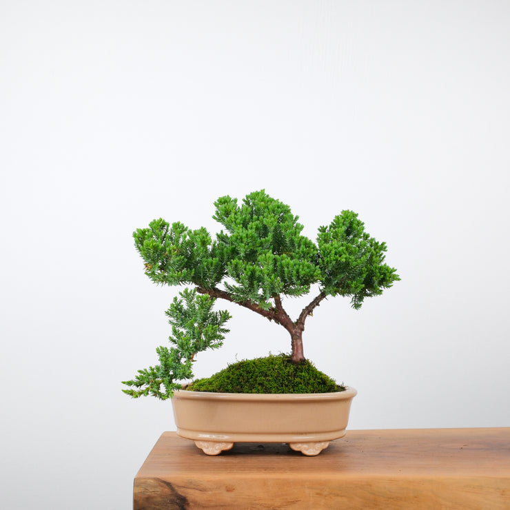 Japanese Juniper-Simply Bonsai-[Bonsai NZ]-[Buy bonsai NZ]-[Bonsai Tree NZ]-Simply Bonsai NZ
