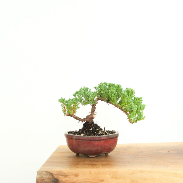 Japanese Juniper-Simply Bonsai-[Bonsai NZ]-[Buy bonsai NZ]-[Bonsai Tree NZ]-Simply Bonsai NZ