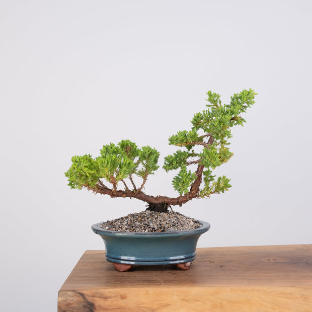 Japanese Juniper-Simply Bonsai-[Bonsai NZ]-[Buy bonsai NZ]-[Bonsai Tree NZ]-Simply Bonsai NZ