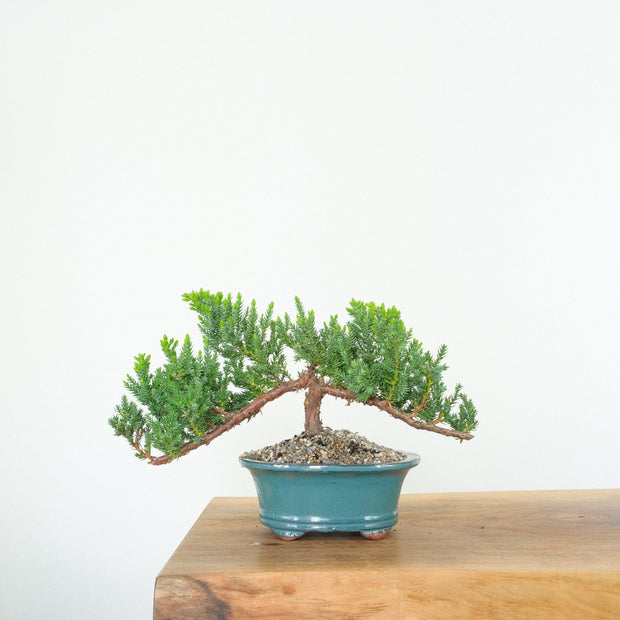 Japanese Juniper-Simply Bonsai-[Bonsai NZ]-[Buy bonsai NZ]-[Bonsai Tree NZ]-Simply Bonsai NZ