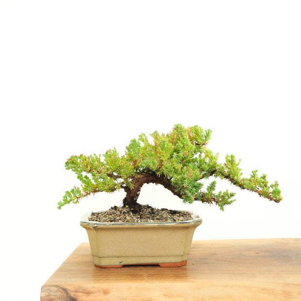 Japanese Juniper-Simply Bonsai-[Bonsai NZ]-[Buy bonsai NZ]-[Bonsai Tree NZ]-Simply Bonsai NZ