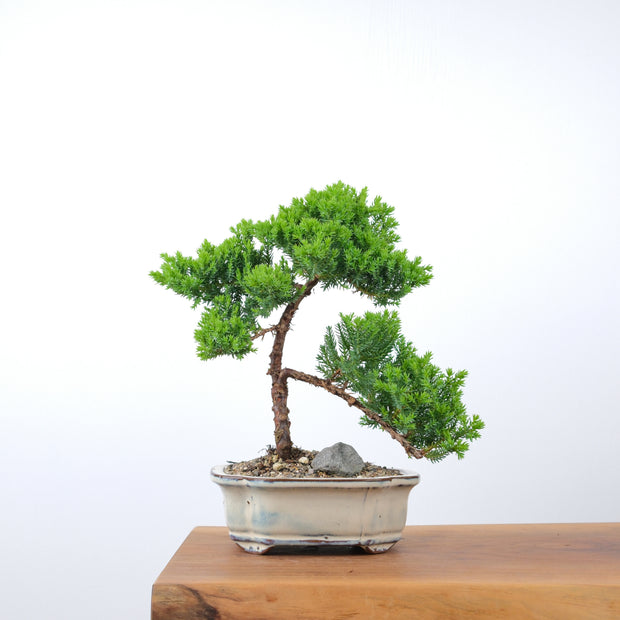 Japanese Juniper-Simply Bonsai-[Bonsai NZ]-[Buy bonsai NZ]-[Bonsai Tree NZ]-Simply Bonsai NZ