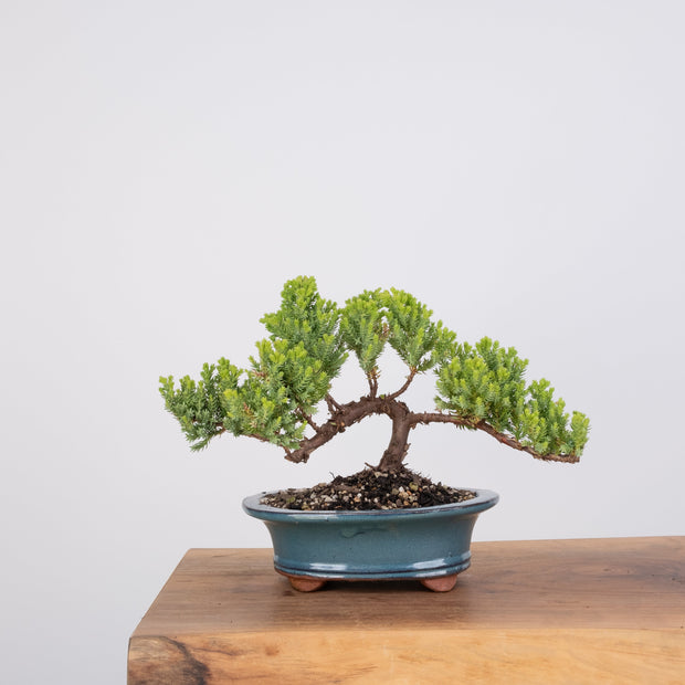 Japanese Juniper-Simply Bonsai-[Bonsai NZ]-[Buy bonsai NZ]-[Bonsai Tree NZ]-Simply Bonsai NZ