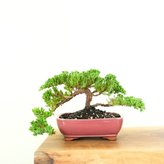 Japanese Juniper-Simply Bonsai-[Bonsai NZ]-[Buy bonsai NZ]-[Bonsai Tree NZ]-Simply Bonsai NZ