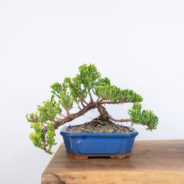 Japanese Juniper-Simply Bonsai-[Bonsai NZ]-[Buy bonsai NZ]-[Bonsai Tree NZ]-Simply Bonsai NZ