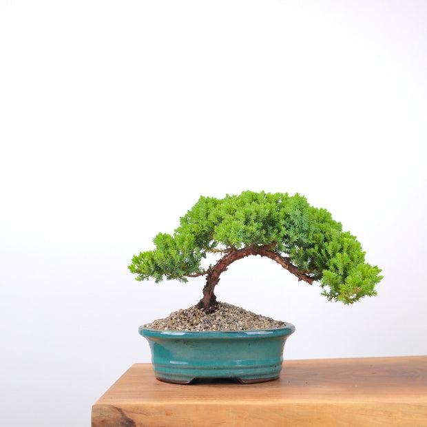 Japanese Juniper-Simply Bonsai-[Bonsai NZ]-[Buy bonsai NZ]-[Bonsai Tree NZ]-Simply Bonsai NZ